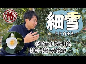 椿の開花速報【細雪・ささめゆき】成長緩やかで木姿はコンパクト！小ぶりで清楚な白椿と歴史を解説します。