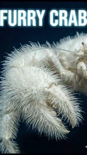 The Only Crab That Farms Its Own Dinner 🌾