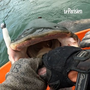 1.9K views | «La pêche au silure, c’est un combat» : près de Paris, ils traquent des poissons de plus de 2 mètres dans la Seine #rediff | Le Parisien 93 - Seine Saint Denis | Facebook