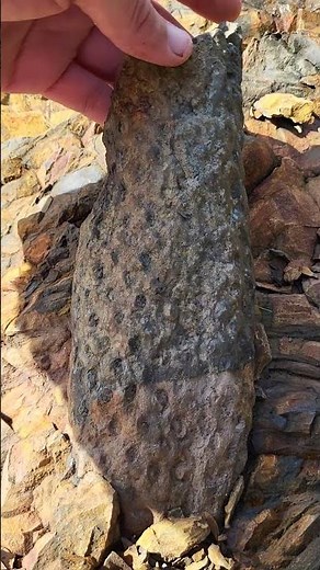 Stigmaria -a fossilized root section from a large tree-like carboniferous plant called Lepidodendron