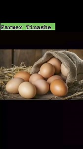 Egg production! The industry which is booming and expanding steadily 💯✅️🧑‍🌾 | Farmer Tinashe