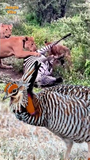 Lions Take Down a Zebra as Nature Watches in Silence