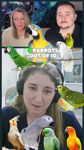 Exotic Vet shares the reality of parrot guardianship 😭🦜