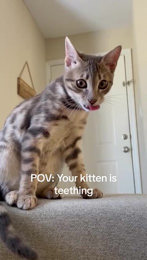 Teething Kitten: Sharp Teeth and Funny Moments