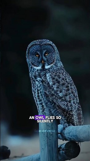 Sound of A flying Owl #science #sciencefacts #shorts #owl #facts