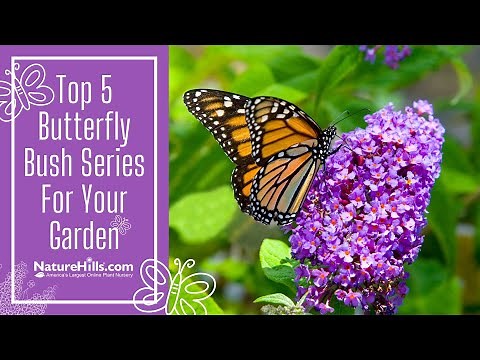 Top 5 Butterfly Bushes For Your Garden | NatureHills.com
