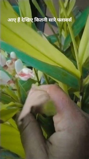 💚 “Grow your own elaichi at home? Watch this first!”