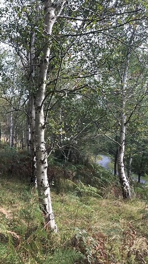 If you’ve ever been to Woolrich Lookout in Mt Dandenong then you may know about this Silver Birch forest just down the road. If not, let us tell you all about it. Now this forest was actually intentionally planted by Chris and his dad back in the 1970s for the RJ Hamer Arboretum. But what’s really interesting is that this type of Silver Birch should technically not be able to grow in Australia at all. Hear the entire story here: https://www.thetutuguru.com.au/plants/silver-birch-forest-story/ #h