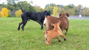 A Boerboel and a Cane Corso bond is a great reminder of how different breeds can live and thrive together. It really shows how positive socialization builds trust and helps dogs become more adaptable. 💯🎯 #wednesday #wednesdayvibes #feature #mastiff #dogs #boerboel #boerboelsofinstagram #southafricanboerboel #boerboels #boerboelpuppy #boerboellove #boerboelmastiff #boerboellife #boerboelmoments #boerboelfans #boerboelofinstagram #boerboelinstagram #boerboellovers #boerboellife🐾 #photooftheday 