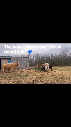 Kilt & Angus, our male Scottish Highlands & Alamo our Longhorn love a fresh round bale. 💙 | Doc's Zoo