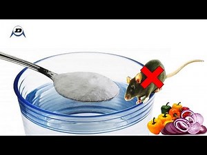 10 Natural ways To Get Rid Of Mice Permanently | Home Remedies (DIY)