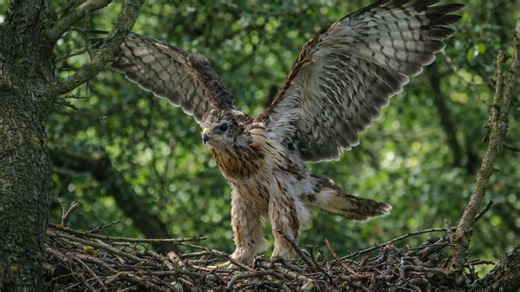 A hidden camera captured this bird’s first attempt at flight