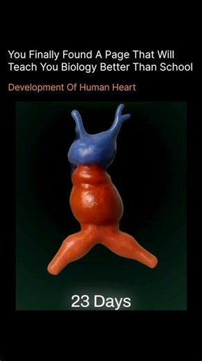 Development of Human Heart ❤️🫀 #viral #shortvideo #explore #doctor #biology