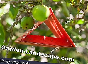 Care of the garden: Miner moths fight - the best remedies   natural enemies | 2025