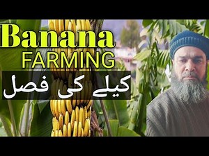 Banana Farming Beginner step by step guide growing Bananas .