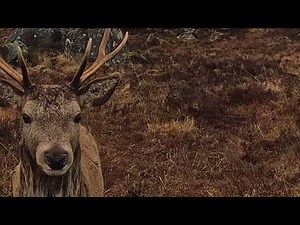 Magical Moment a Stag Strolls up to Lick My Camera Then Calmly Walks Away