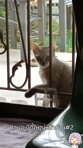 ตั้งตี้ตอนที่2 แม่ของแก็งค์แมว #cat #แมว #catvideos #catshorts #catlife #pets #cutecat