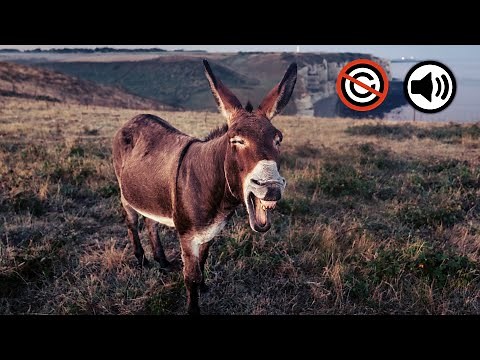 Donkey Sound Effect - Donkey Sounds | No Copyright Sound Effect