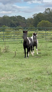 1.2M views · 10K reactions | Yesterday we loaded the last two of the...