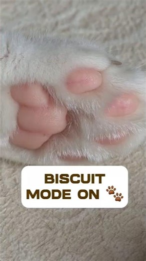 Why does your cat "make biscuits"? 🐾| Part 1