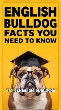 ENGLISH BULLDOG VIDEOS ✅ The TRUTH About Owning British Bulldogs! Pros & Cons! Puppy Training Advice
