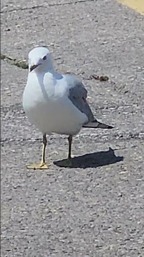 Walking gull reacts to the sound of a flying bird. #shorts