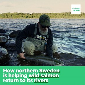 302K views · 419 reactions | Fish ladders, salmon slides, and restored riverbeds: the region of Norrbotten in northern Sweden is helping wild salmon feel at home in its rivers once again.  Watch the full report  https://bit.ly/3BA7fuk #Ocean w/ EU Maritime & Fish | Euronews Green | Facebook