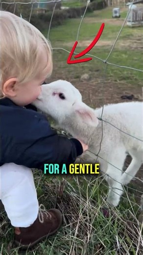 Baby Lamb Gives Sweetest Farmyard Hug Ever