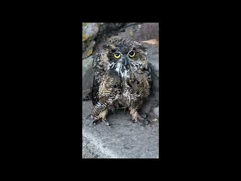 Great Horned Owl Vs Bald Eagle