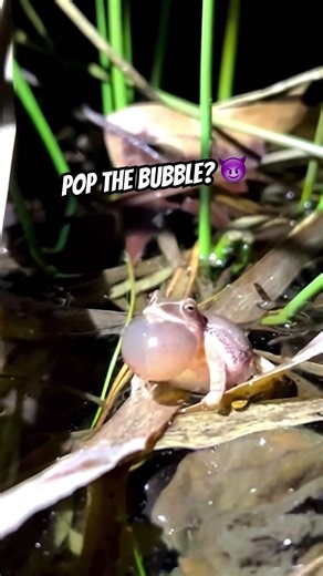 Do NOT pop the frog bubble 😳 #frog #toad