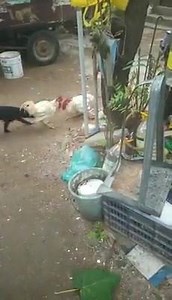 254K views · 3K shares | Two rooster are fighting while small dog interfere | Entertain people | Facebook