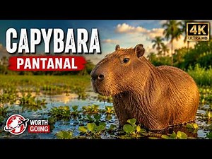 Capybara 4K | Exploring the World’s Largest Rodent in Brazil’s Pantanal
