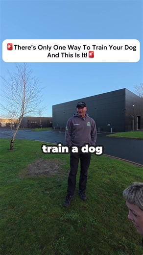 Effective Dog Training Techniques