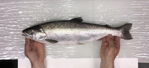 About The Company and Fish | Local Coho