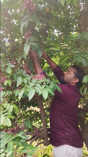 Star Fruit Tree: A Masterclass in Blooming & Fruiting