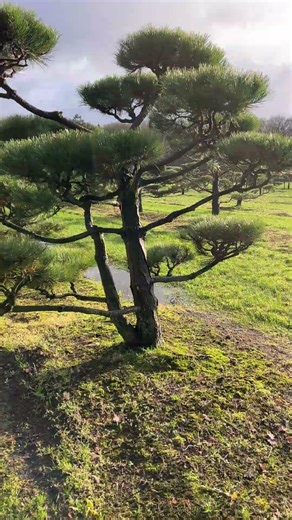 Turn your plot into a showcase – premium plants for your project