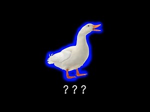 16 Duck "Quack" Sound Variations in 15 Seconds