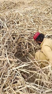 398K views · 27K reactions | find needle in hay bale #find #niddle #in #haybale #challenge #fyp #sayf_jaxon | Saif Ali | Facebook