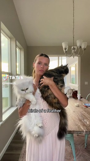 MY BBGS #catsoftiktok #cat