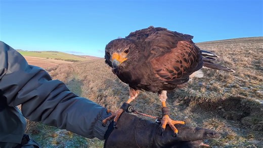 Lyra! Our female Harris Hawk! #falconry #harrishawk #scotland
