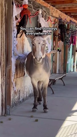 Oatman, Arizona, Is Home to More Donkeys Than Humans