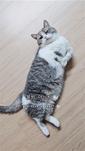 짤막이… 츄르 너무 먹었나봐 😹Jjalmaki… ate too many churus 😼