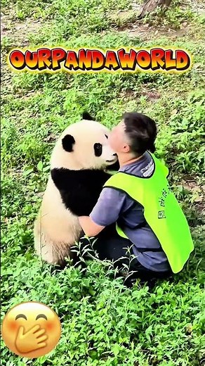 #panda #shorts #funny #cute