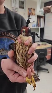 Back in early October, a Merlin was brought to the Alaska Raptor Center from Metlakatla, AK. Named Wizard by his rescuers, he arrived with a broken ulna, a challenging injury for a bird that relies on swift, agile flight to hunt and survive. After weeks of healing & rebuilding strength, we are excited to announce that Wizard has been released back to the wild! Thanks to your support, stories like this are possible! #Merlin #Wizard #WildlifeRescue | Alaska Raptor Center