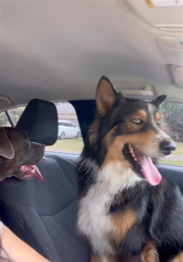 I’m giving my dog away I’m trying to find a loving home for him he is two years old and half border collie and half husky ! | Alejandra Rivera