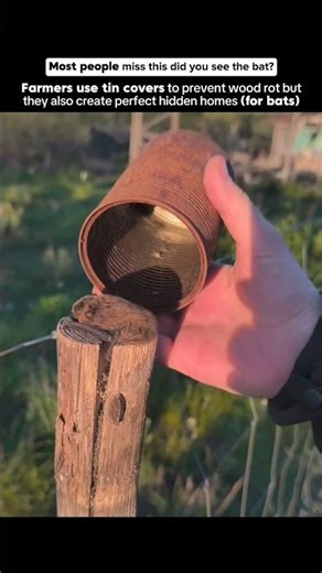 Why Farmers Put Hats on Fence Posts 🤯