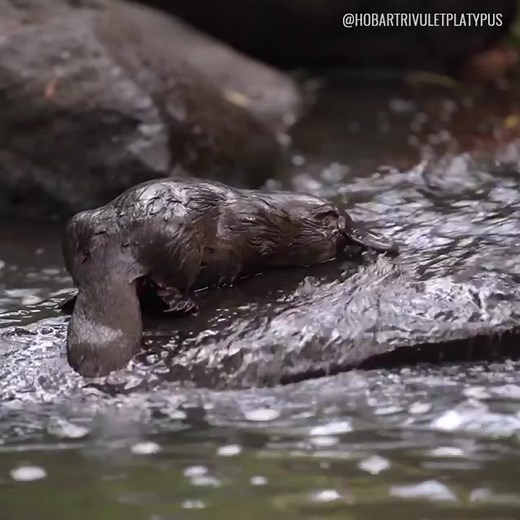 Did you know that when the platypus was first studied, it caused so much confusion amongst scientists that they thought they were the victim of an elaborate hoax? 🤷 As a family group, monotremes (to which the platypus belongs) diverged from other mammals around 166 million years ago and today the species is one of the most evolutionarily distinct animals on Earth. Image: Hobart Rivulet Platypus via @Wilderness_Aus on Instagram | The Wilderness Society