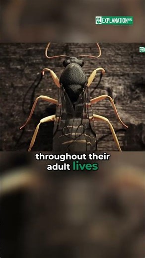 Male Ants: The Short Life of Drones Explained #shorts