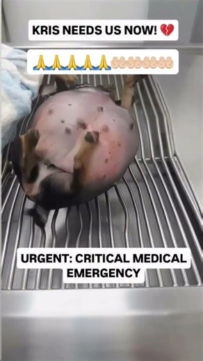 CRITICAL EMERGENCY: KRIS NEEDS US NOW! 💔