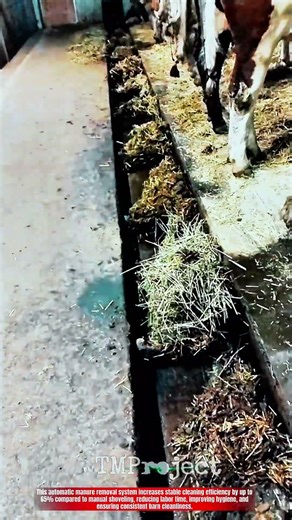 Innovative Automatic Manure Removal System : Best Clean Stable Operation